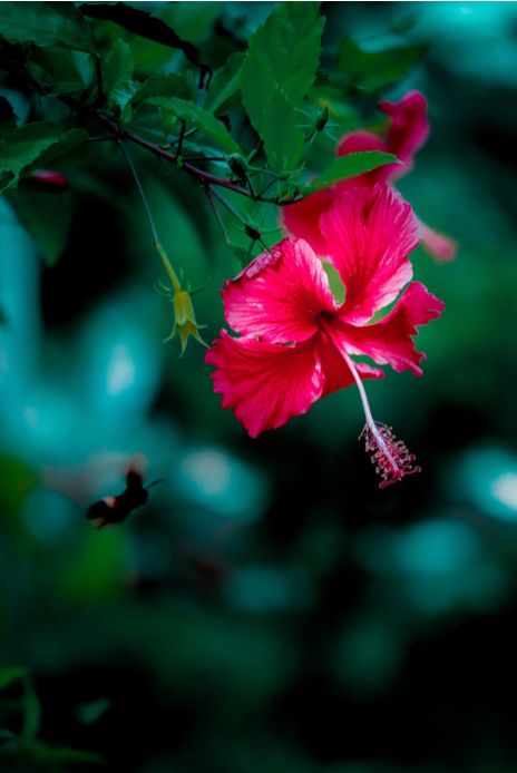 hibiscus face oil, organic face oil, plant based skincare